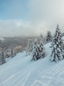 foret-sapins