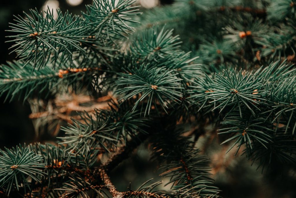 sapin-noel