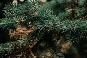 sapin-noel