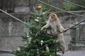ancien-sapin-Noel-devient-terrain-jeules-macaques