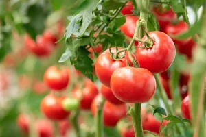 jardin-ecolo-environnement